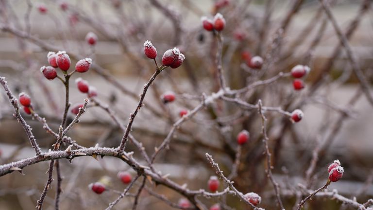 Frost covered berries in bushes near Clapham in the Yorkshire Dales. The UK is bracing for snow, ice and cold temperatures as up to 20cm of snow could hit the UK over the coming days. Picture date: Monday November 18, 2024.