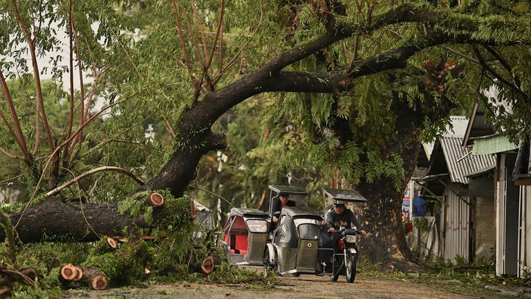 Motorists pass by toppled trees caused by strong winds from Typhoon Man-yi along a street in the municipality of Baler, Aurora province, northeastern Philippines Monday, Nov. 18, 2024. (AP Photo/Noel Celis)