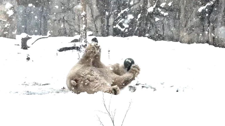 Animals across US state zoos enjoyed playing in the first snow of the ...