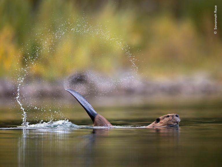 EMBARGOED TO 0001 WEDNESDAY NOVEMBER 27..MANDATORY CREDIT MUST APPEAR ALONGSIDE EACH IMAGE: Savannah Rose/Wildlife Photographer of the Year...No sales, No archive, No cropping, overprinting or alterations. Images can only be used in connection with the Natural History Museum's Wildlife Photographer of the year competition. ..THE FOLLOWING MUST APPEAR CLEARLY AND LEGIBLY IN EDITORIAL COPY: Wildlife Photographer of the Year is developed and produced by the Natural History Museum, London. ..All front cover requests must be approved by the Natural History Museum and the photographer. ..Undated handout photo issued by Natural History Museum of Slap Shot by Savannah Rose (USA), one of 25 images which have been shortlisted for the Wildlife Photographer of the Year People's Choice Award 2024, which the public can vote for online at www.nhm.ac.uk/wpy/peoples-choice. Issue date: Wednesday November 27, 2024. PA Photo. See PA story ENVIRONMENT Photography. Photo credit should read: Savannah Rose/Wildlife Photographer of the Year/PA Wire ..NOTE TO EDITORS: This handout photo may only be used for editorial reporting purposes for the contemporaneous illustration of events, things or the people in the image or facts mentioned in the caption. Reuse of the picture may require further permission from the copyright holder. .