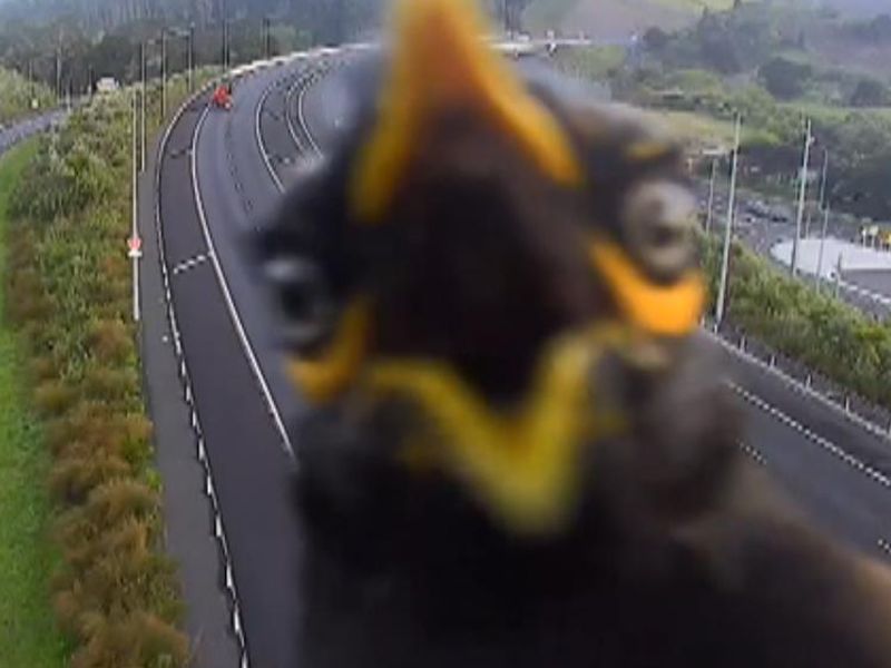 New Zealand: Bird causes 'myna' annoyance on traffic camera