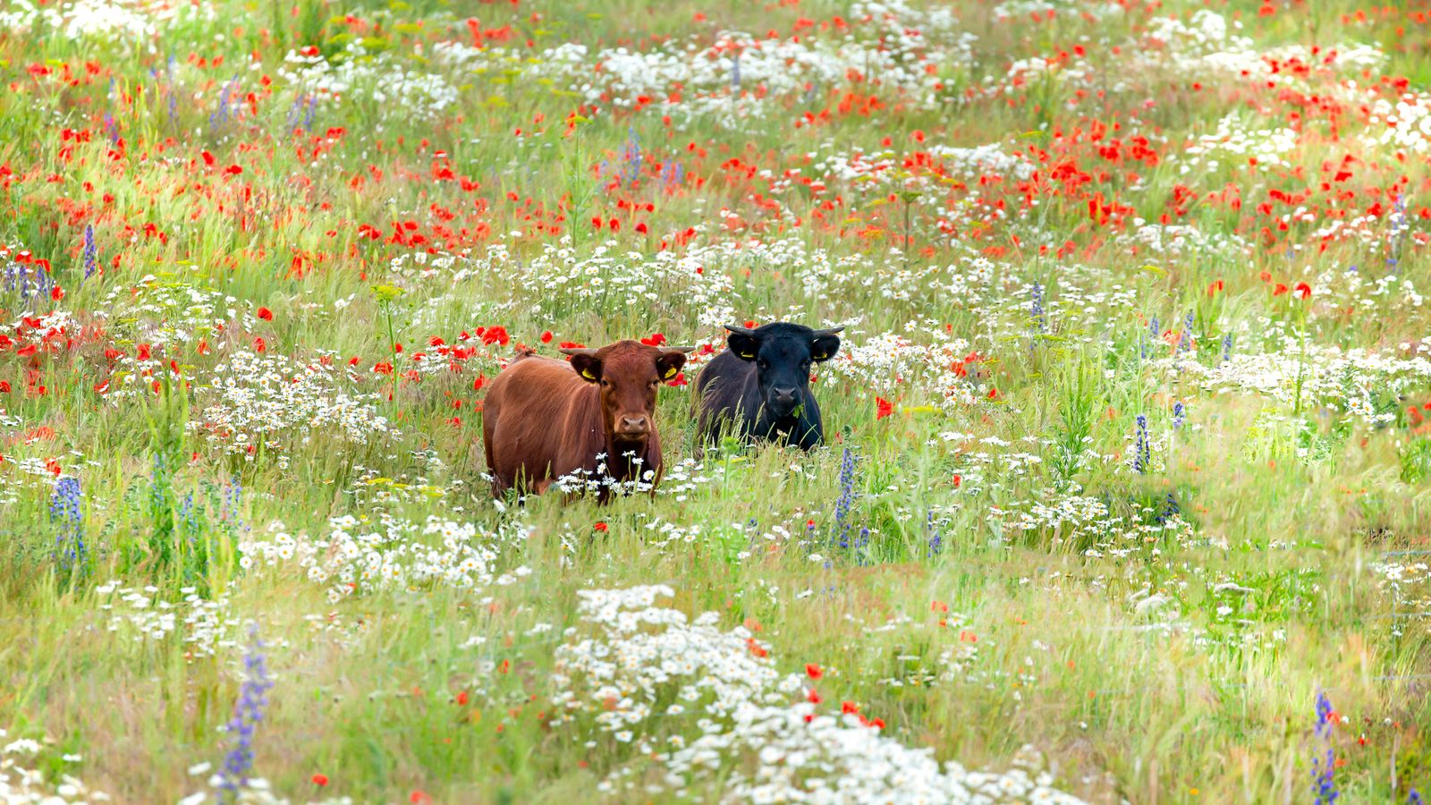 Farmers in 'catch-22' as investing in environment could push up inheritance tax