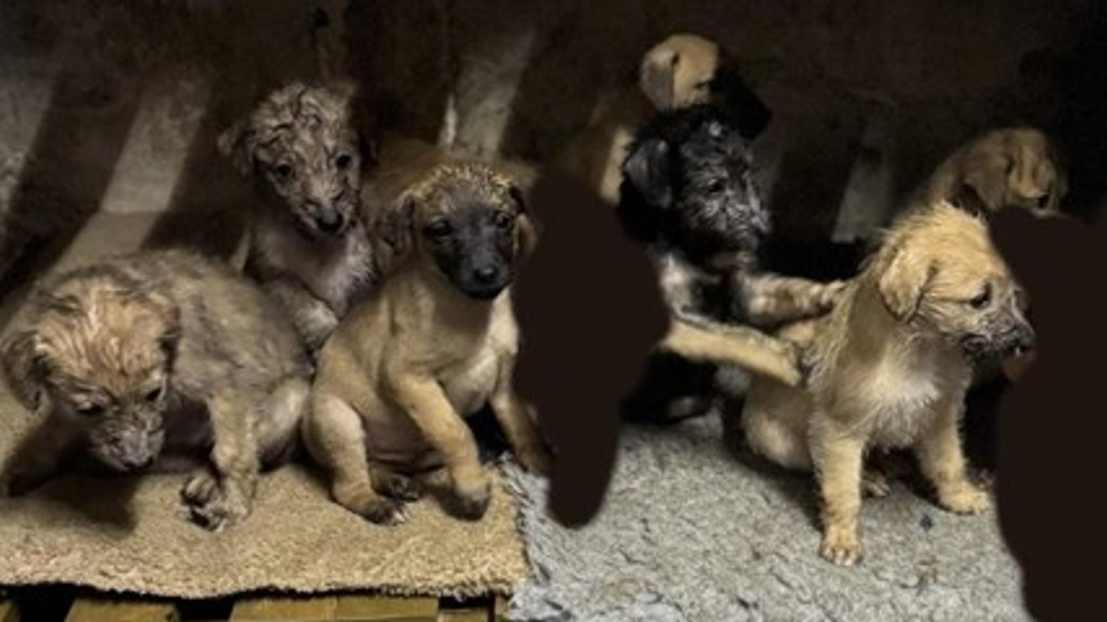 Three lurcher puppies stolen in Dorset  found - but four still missing 