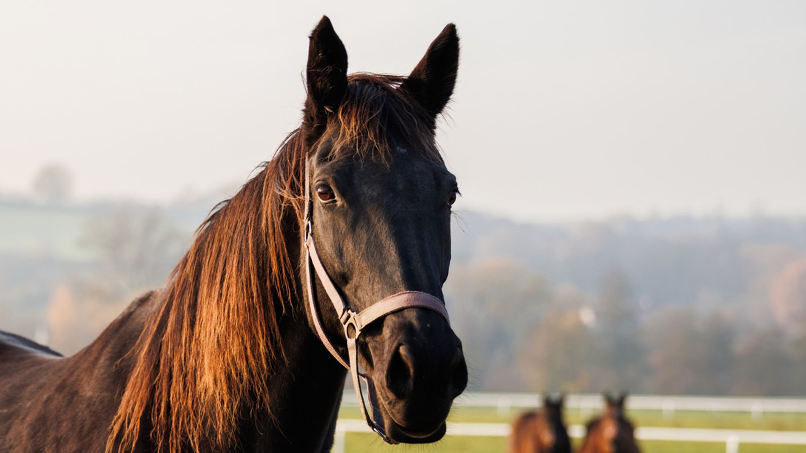 Virus most likely to cause next pandemic 'could be passed to humans' from horses, study finds