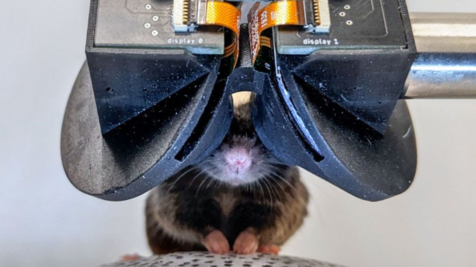 Scientists build tiny virtual reality goggles for mice