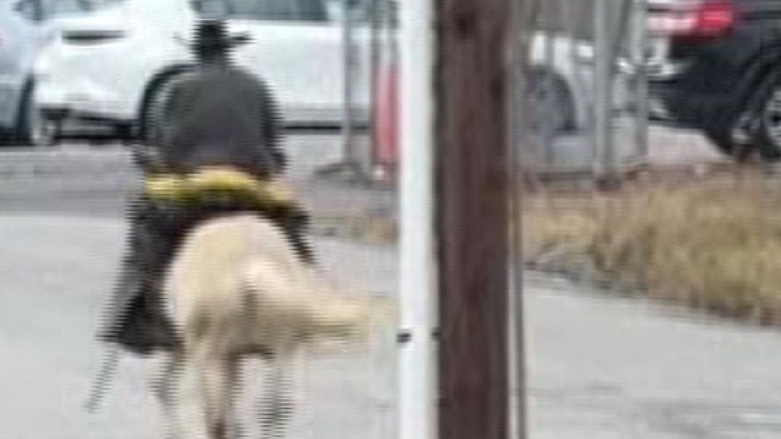 Man rides mule to evade arrest for animal cruelty in Kentucky | Offbeat ...