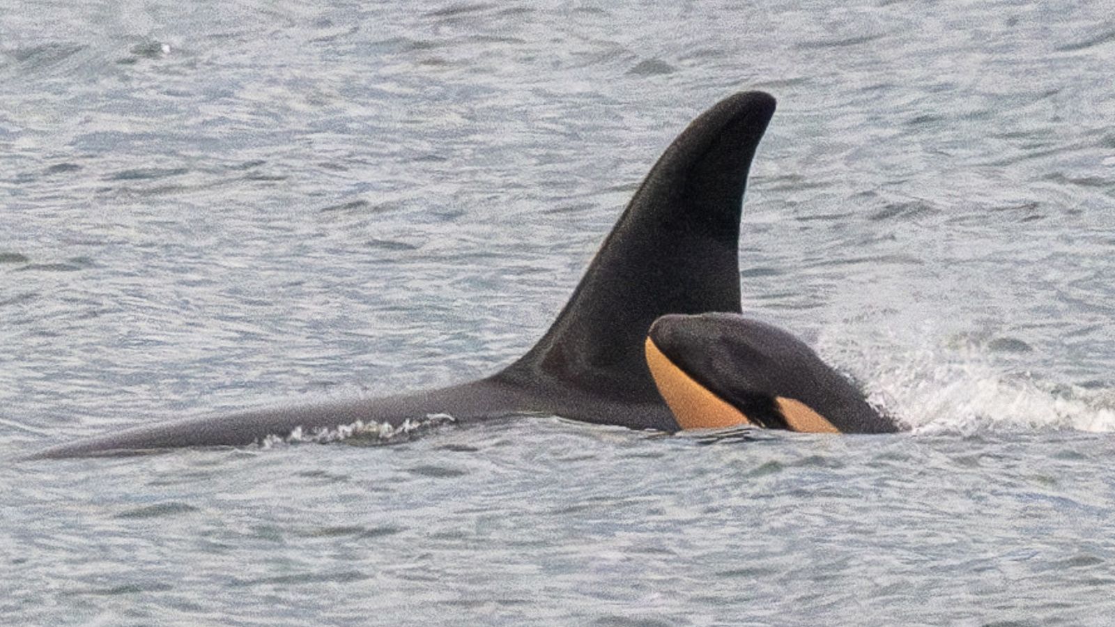 Killer whale Tahlequah who carried dead calf in ‘show of grief’ gives birth again – but experts are concerned | US News