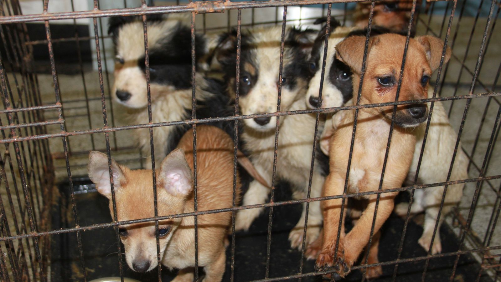 Parents warned buying puppies at Christmas could fund organised crime gangs