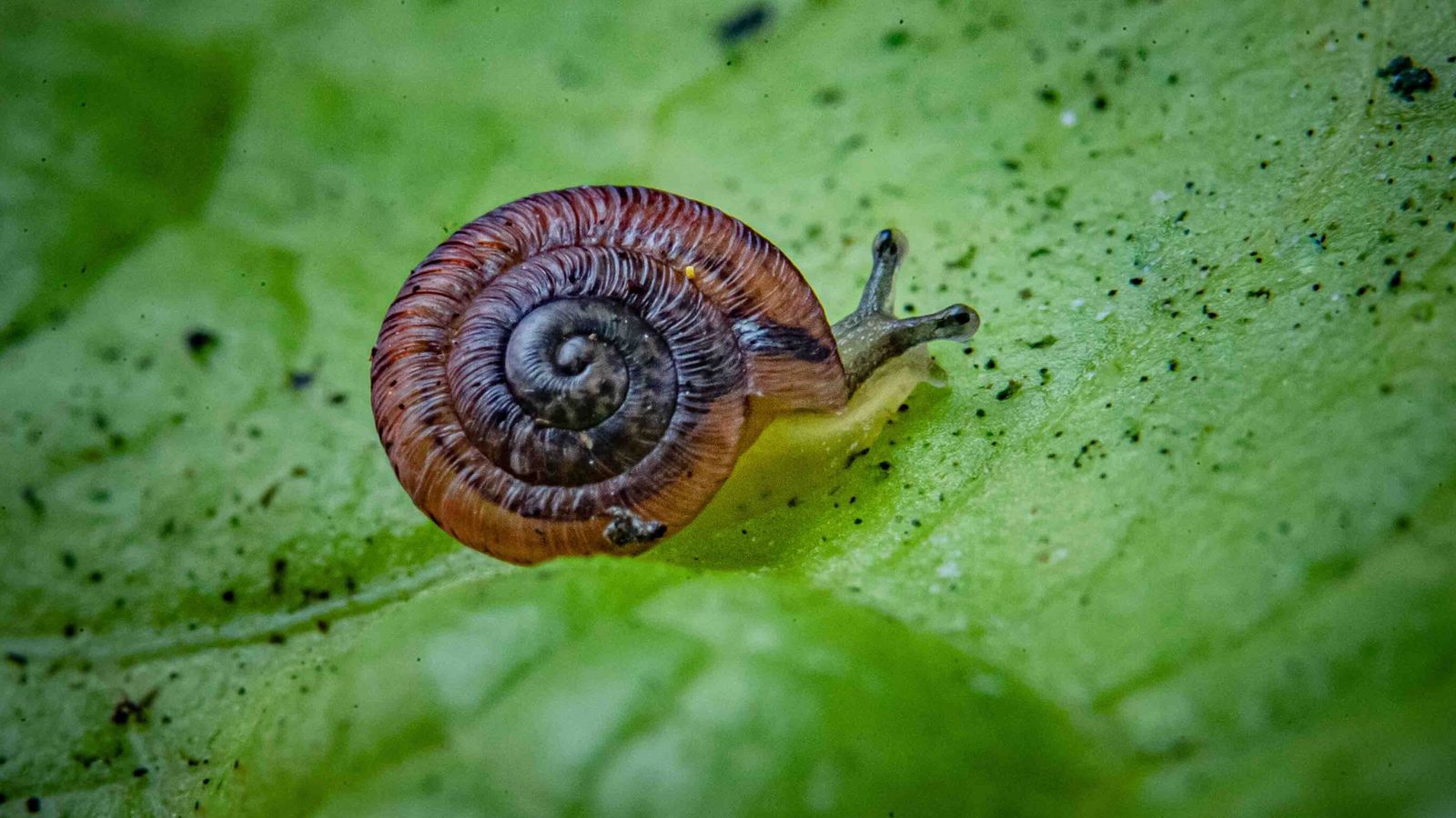 These pea-sized snails were considered extinct for 100 years - now they ...