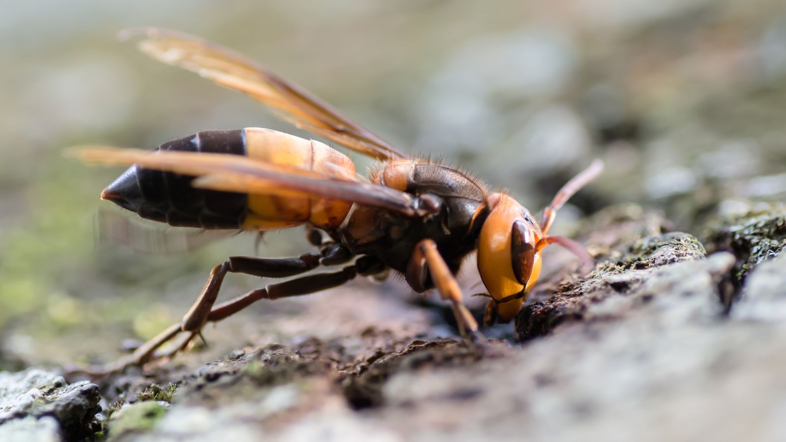 Hunt for Underground Nest After ‘Murder Hornets’ Seen in Europe for First Time