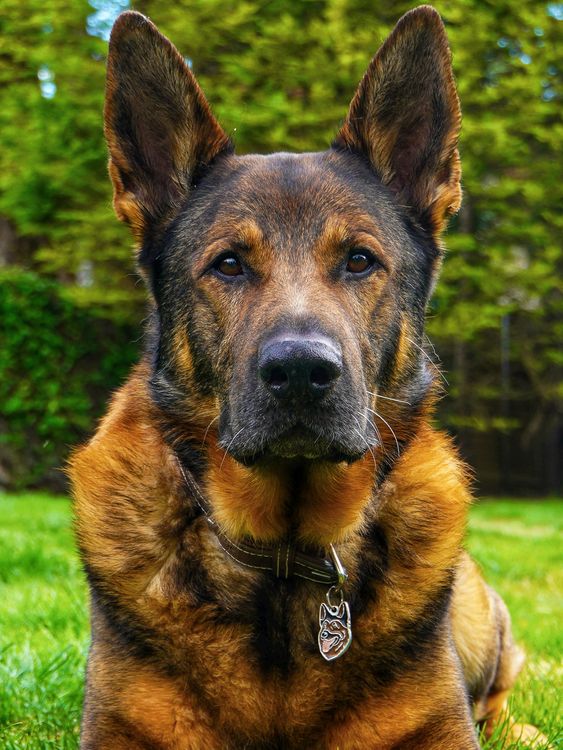 Undated handout photo issued by The Thin Blue Paw Foundation of retired police dog Bear who rescued a vulnerable man after locating him in woods. The German Shepherd, was on his first walk in the Eastbourne area since recovering from major surgery to remove two tumours, sensed the presence of the man who was actually a missing person being searched for by police. Issue date: Monday December 2, 2024.