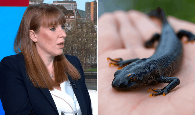 Angela Rayner says newts can't be more protected than people who need housing