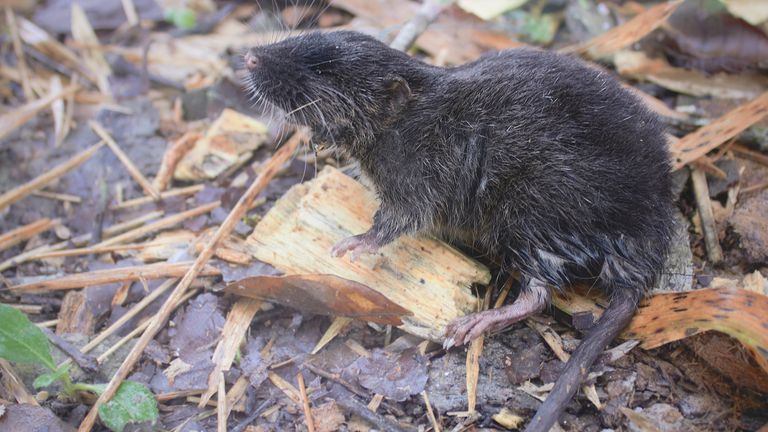 The newly-discovered species of semi-aquatic mouse. Pic: Conservation International