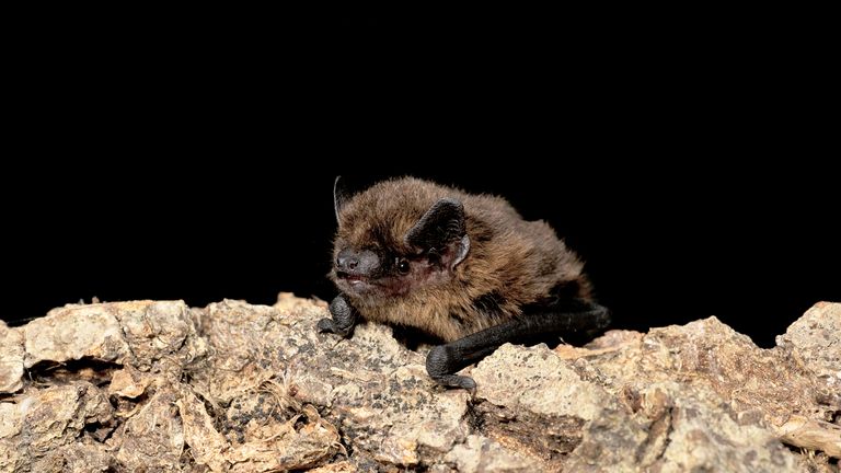 A Juvenile male common pipistrelle bat. Pic: Hugh Clark/Bat Cons.Trust/National Trust/PA 

