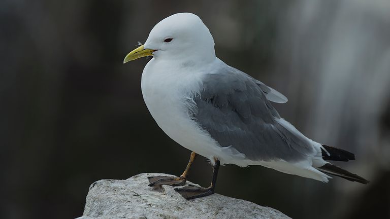 Black-legged kittiwake. Pic: iStock