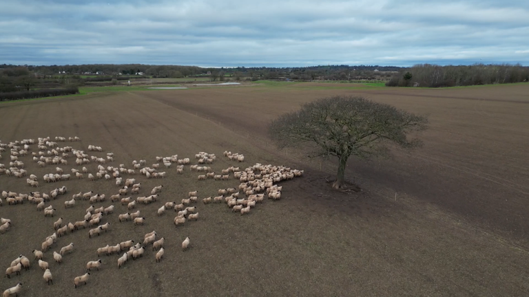 Sheep on the Bower's farm