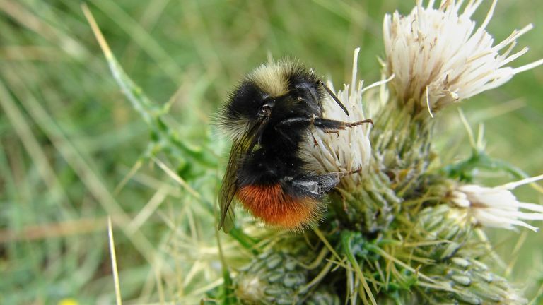 A bilberry bumblebee. Pic: David Williams/National Trust/PA 