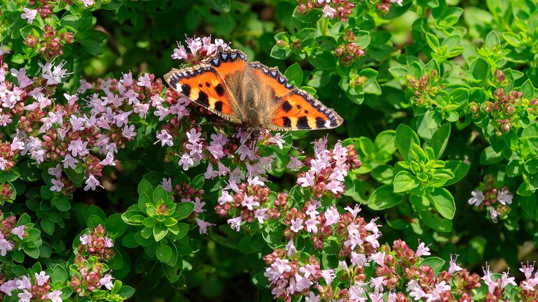 A Small Tortoiseshell. Pic: Paul Barrow/National Trust/PA 
