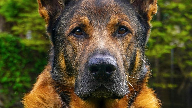 Undated handout photo issued by The Thin Blue Paw Foundation of retired police dog Bear who rescued a vulnerable man after locating him in woods. The German Shepherd, was on his first walk in the Eastbourne area since recovering from major surgery to remove two tumours, sensed the presence of the man who was actually a missing person being searched for by police. Issue date: Monday December 2, 2024.
