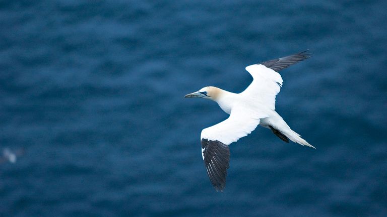 Flying gannet at Hermaness NNR ©Lorne Gill/NatureScot