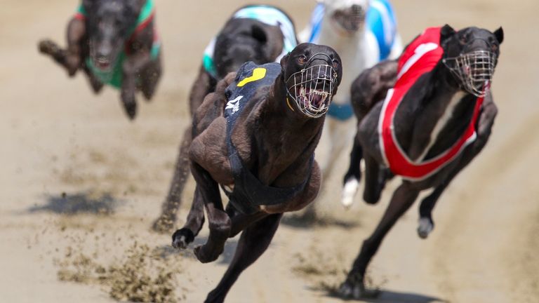 Greyhounds race in Invercargill, New Zealand. Pic: AP