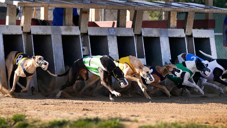 Greyhound race in Iowa, US, in 2022. Pic: AP
