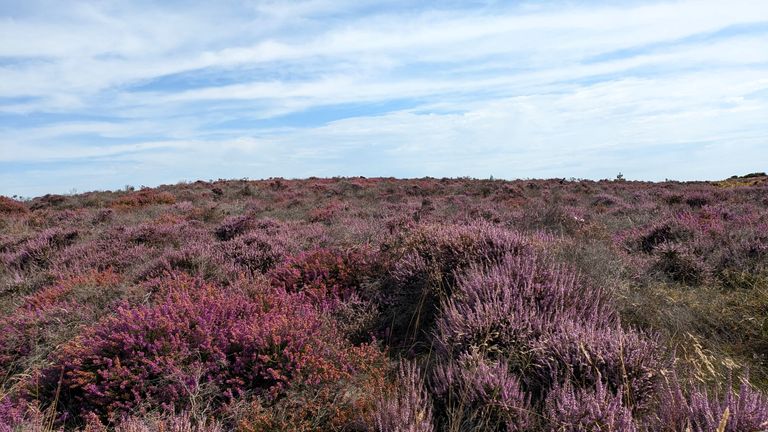 Heather. Pic: National Trust/PA 
