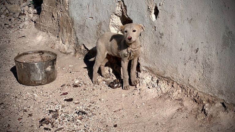 Small grey puppy in Idlib