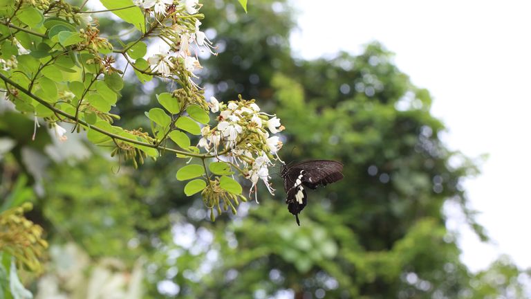 Cheniella longistaminea flowers. Pic: Royal Botanical Gardens