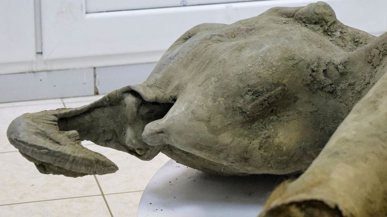 The carcass of a baby mammoth, which is estimated to be over 50,000 years old and was recently found in the Siberian permafrost in the Batagaika crater in the Verkhoyansky district of Yakutia, is seen behind glass fencing during a demonstration in the laboratory of the Mammoth Museum at the North-Eastern Federal University in Yakutsk, Russia, December 23, 2024. REUTERS/Roman Kutukov