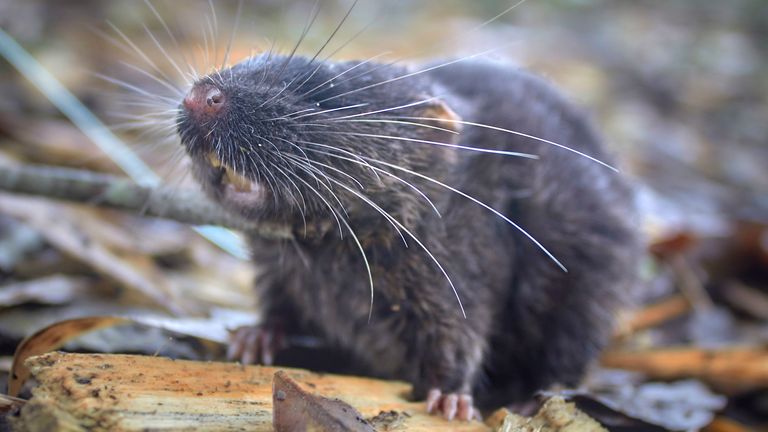 The newly-discovered species of semi-aquatic mouse. Pic Conservation International/photo by Ronald Diaz