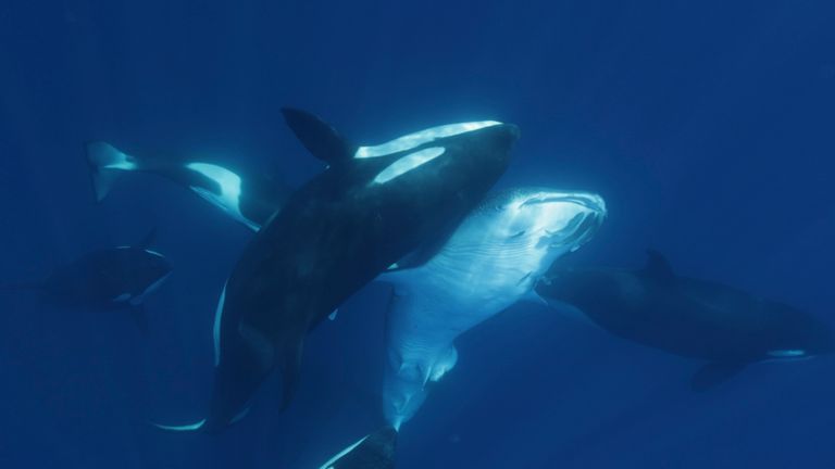 A killer whale hits the shark with the side of its head. Credit: Kelsey Williamson.
