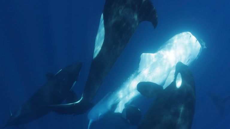 Killer whale pod develops unique technique to hunt world’s largest fish