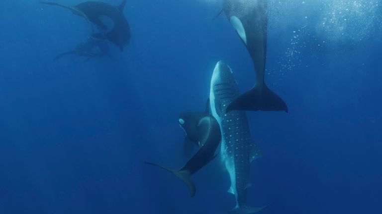 Killer whales surface to breath before taking whale shark down and delivering a rapid, final blow. Pic: Kelsey Williamson
