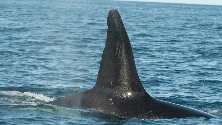 Moctezuma, the adult male of the pod, is identified as one of the killer whales involved in the attack. Pic: James Moskito