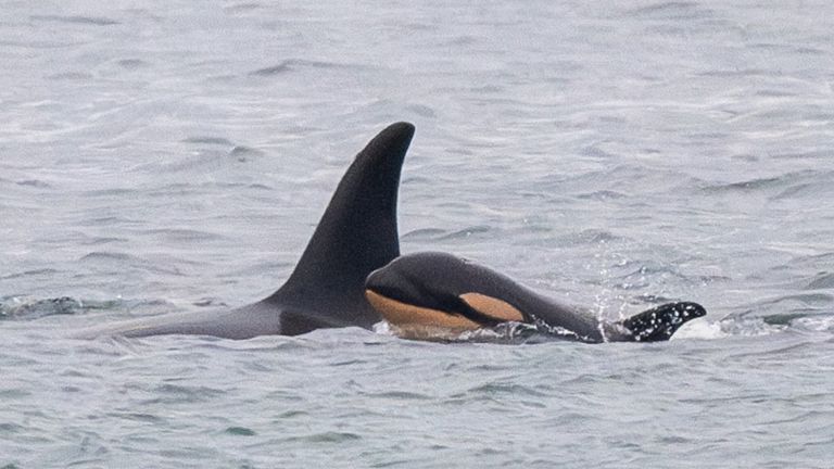 The mother and calf. Pic: Center for Whale Research