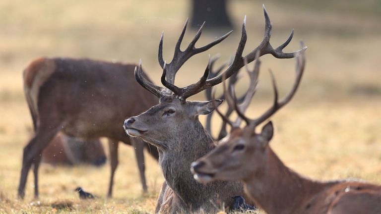 Deer in Richmond Park, London, on the first day of meteorological autumn. PRESS ASSOCIATION Photo. Picture date: Thursday September 1, 2016. Photo credit should read: Jonathan Brady/PA Wire