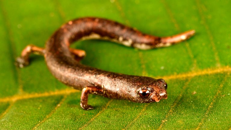 The newly-discovered species of salamander. Pic: Conservation International