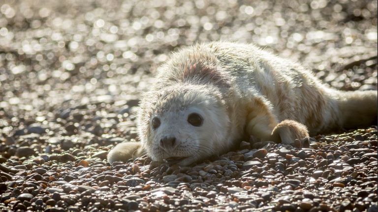 A newborn grey seal pup. Pic: John Miller/National Trust/PA 