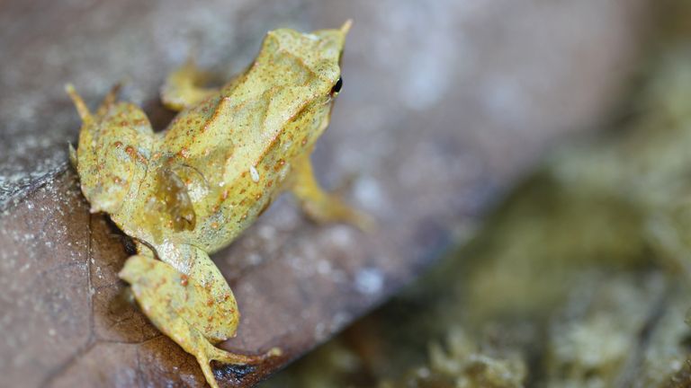 Endangered Darwin's frog. Pic: London Zoo