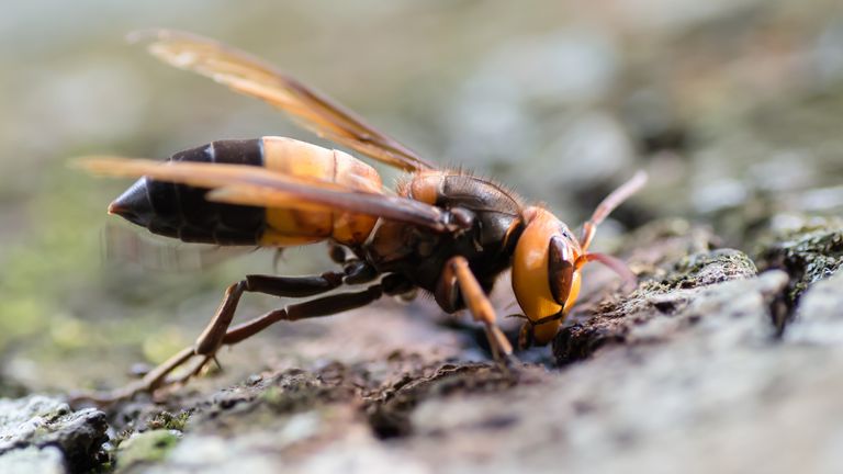 A southern giant hornet. File pic: 