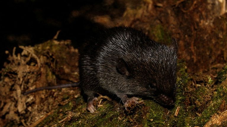 The new species of spiny mouse. Pic: Conservation International via Reuters