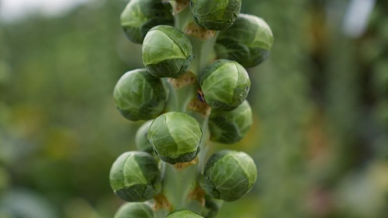 Brussels sprouts being grown on a stalk in Lincolnshire. Pic: PA