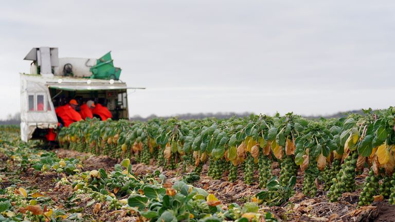 TH Clements will run up to 16 harvesters around the clock in the run up to Christmas. Pic: PA