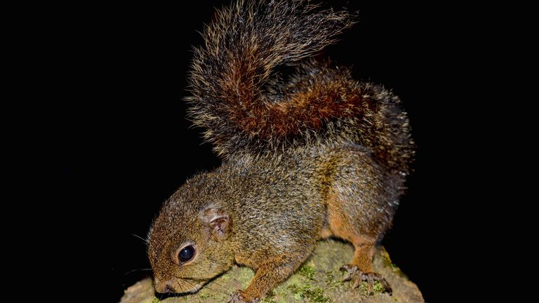 The newly-discovered species of dwarf squirrel.  Pic: Conservation International/photo by Ronald Diaz