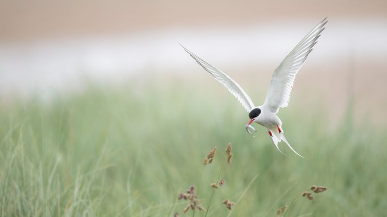 An Arctic Tern. Pic: Rachel Bigsby/National Trust/PA 
