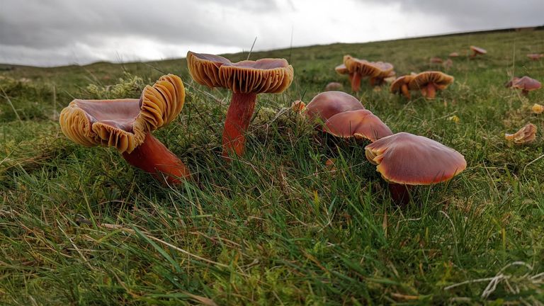 Crimson Waxcaps. Pic: Steve Hindle/National Trust/PA 

