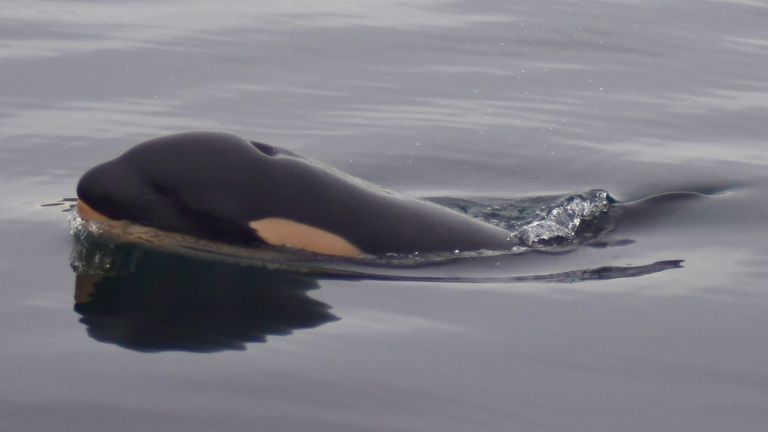 The calf has been named J35. Pic: Maya Sears/Center for Whale Research