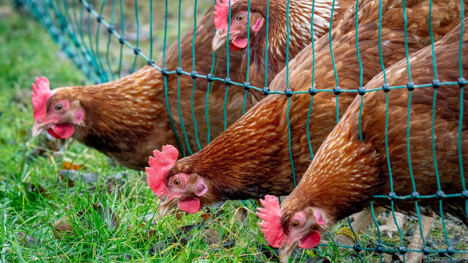 UK Implements Strict Bird Flu Measures as Cases Surge Nationwide