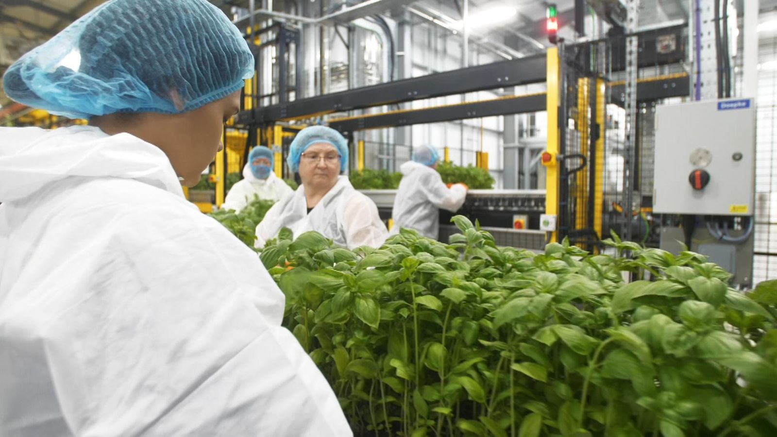 Could vertical farming be the future of our food? | UK News | Sky News
